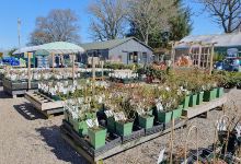 Highland Liliums购物图片