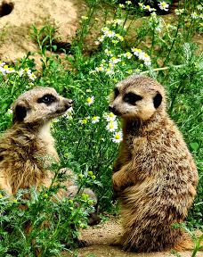 Chemnitz Zoo-开姆尼茨