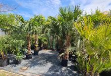 Hurmikaki PalmGarden购物图片