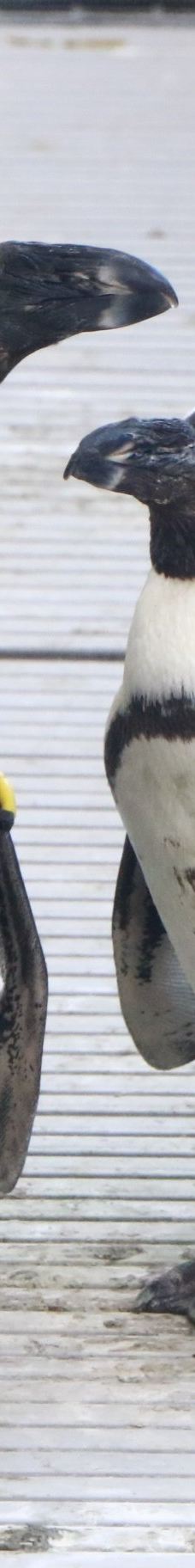 仙台海洋森林水族馆-仙台