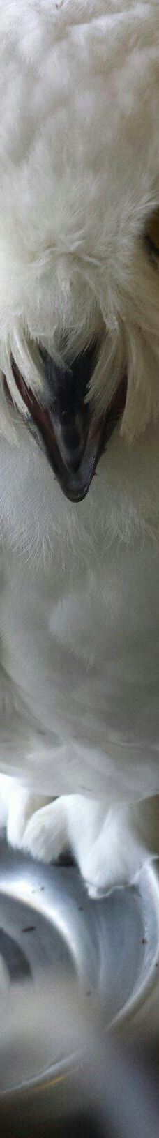 Zoo Kosice-科希策1区