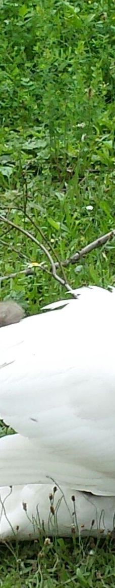 Zoo Kosice-科希策1区