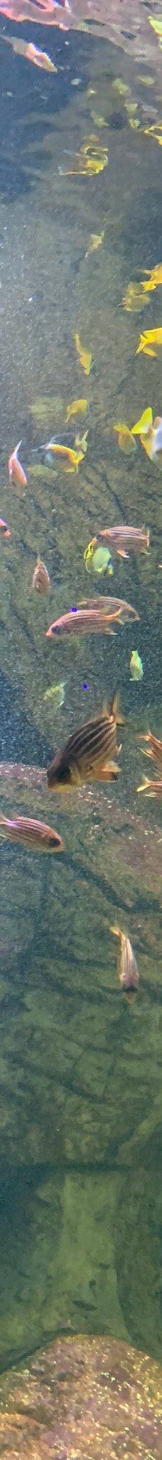 Deniz Dunyasi-安卡拉