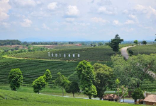 翠峰茶园景点图片