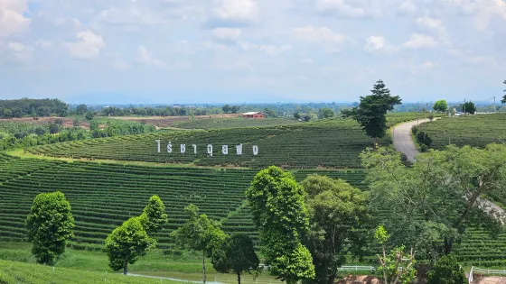 翠峯茶園