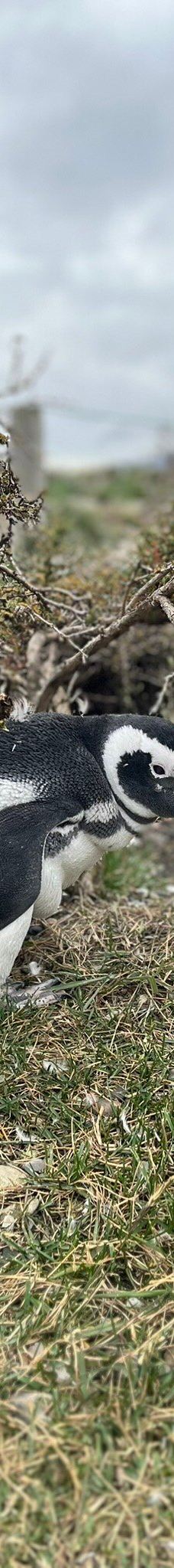 Isla Martillo-乌斯怀亚