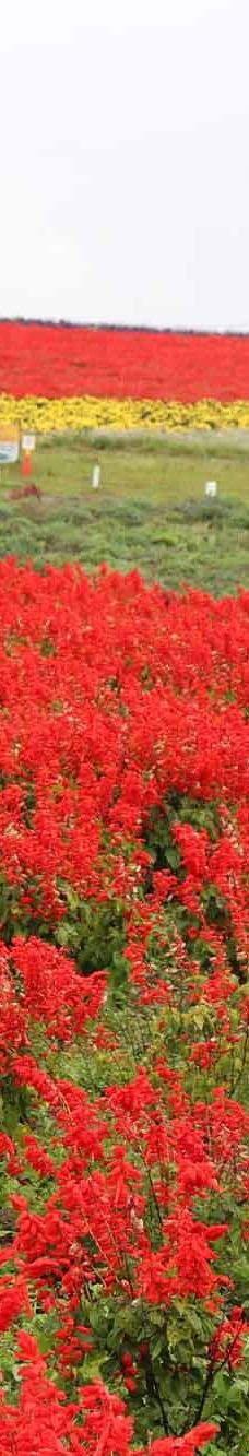 菅野农场-上富良野町