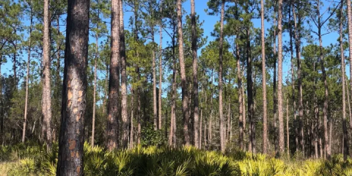 Mississippi Sandhill Crane National Wildlife Refug