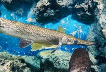 Mekong Underwater World景点图片
