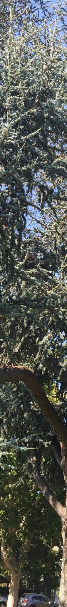 林科纳达公园-帕罗奥图