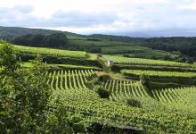 Vigneto e Cantina Luca Sbardella景点图片