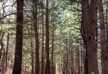Sheiling Forest景点图片