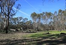 Moree Reserve景点图片