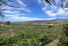 Du'SwaRoo Wine and Olive farm景点图片