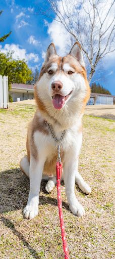 世界名犬牧场-前桥市