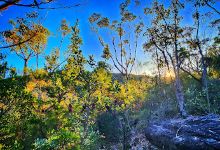 Mooray walking track景点图片