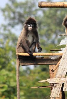 Sipahijala Wildlife Sanctuary-Sipahijala