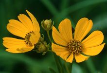 Pin Oak Prairie Scientific and Natural Area景点图片