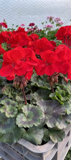 Kiss Virágkertészet, Békéscsaba-贝凯什乔包