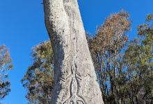 Goanna Tree Carving景点图片