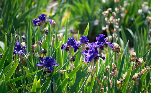 Horton Iris Garden and Pumpkin Patch