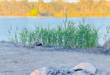 Swamp Hen Reserve景点图片