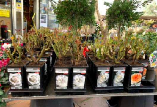 Xardín Compostela S.L.购物图片