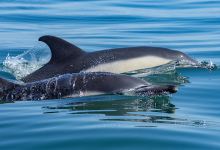 Devon Sea Safari景点图片