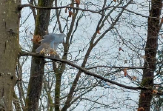 Zauberwald Nußdorf景点图片