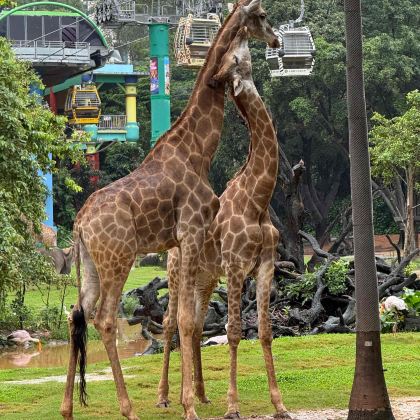深圳+珠海+佛山+广州+长隆野生动物世界5日4晚私家团