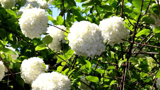 薔薇園