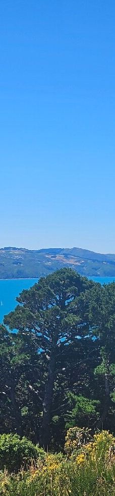 维多利亚山-惠灵顿