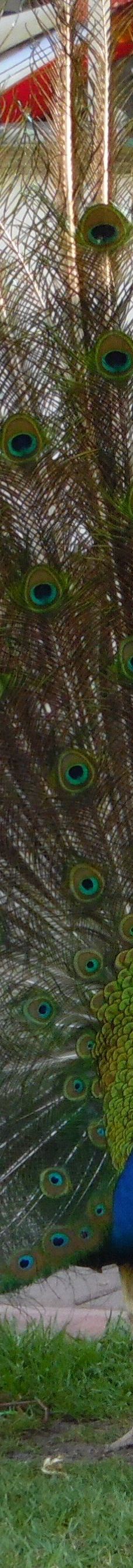 阿达纳中央公园-阿达纳