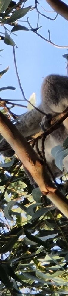 坎尼特河沿岸考拉步行道-Kennett River