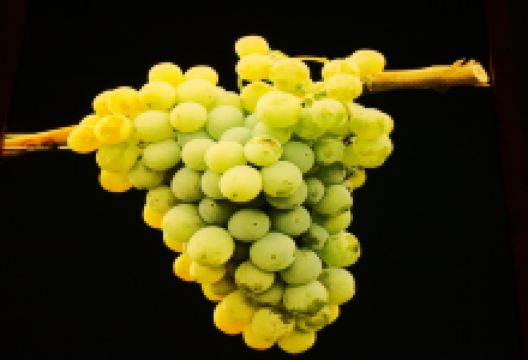 Museo del Vino景点图片