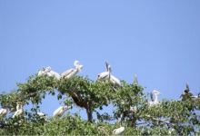 Kokrebellur Pelicanry景点图片