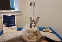 Blue Ocean Discovery Center景点图片