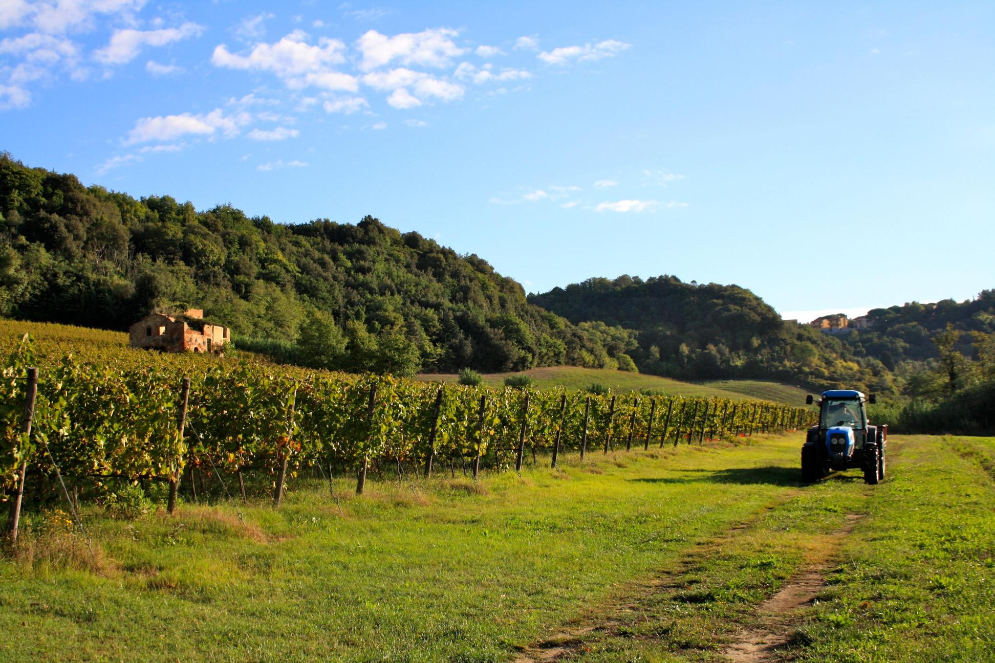 Cantina Giuliano餐厅图片