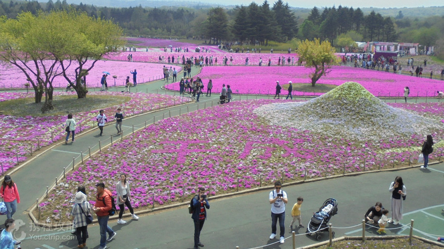 富士芝櫻祭