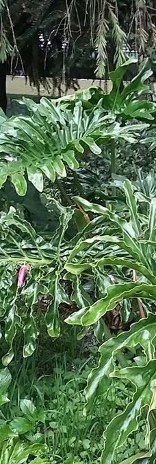 Arboretum Sumber Brantas-Bumiaji