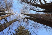 Shhelykovo Ostrovskiy State Memorial and Nature Museum Reserve景点图片