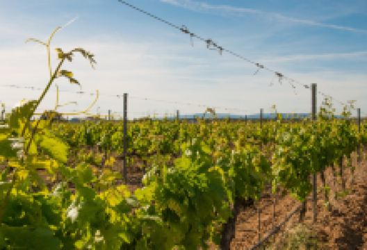 Cabrita Wines - Quinta da Vinha景点图片