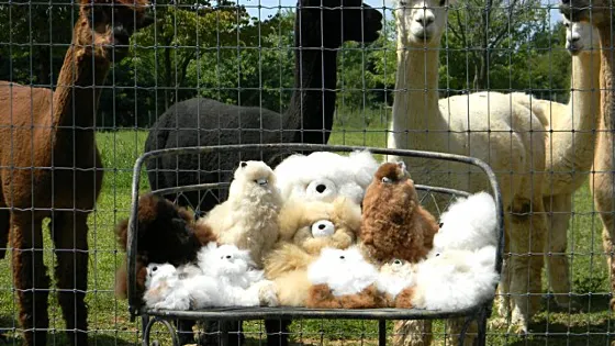 Graystone Ridge Alpacas