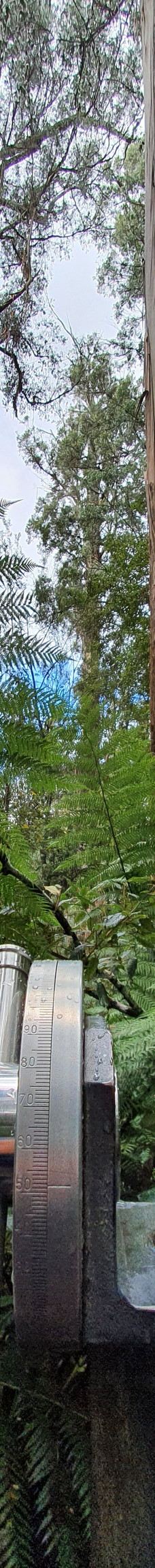 Tall Trees Walk-Mount Field