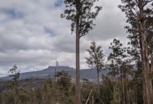 Tyenna Big Tree Reserve景点图片
