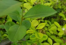 Vivero Mi Planta购物图片
