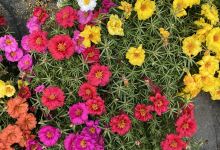 Blumen Nursery购物图片