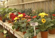 Vivero Isla Negra购物图片