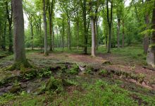 Hutewald Projekt景点图片