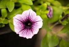 Golden Plains Garden Center & Greenhouse购物图片